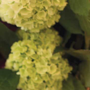 Green detail of a floral arraignment from a wine tasting bridal shower; Boston Event Planner, Boston Event Planning, Boston Event Stylist, Boston Event Styling