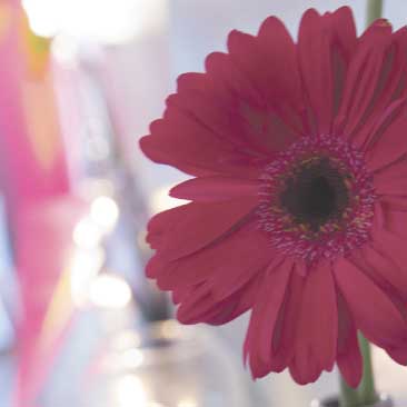 Pink detail of a gerbera daisy from a Harvard University graduation celebration; Boston Event Planner, Boston Event Planning, Boston Event Stylist, Boston Event Styling