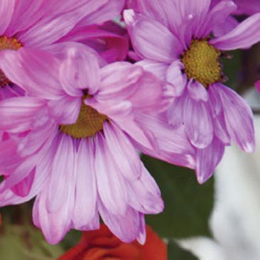 Boston Event Planning purple detail