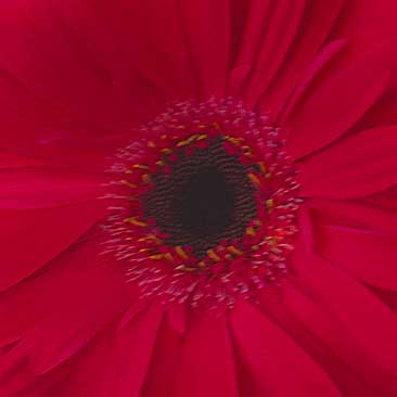 Red detail of a gerbera daisy from a Harvard graduation celebration; Boston Event Planner, Boston Event Planning, Boston Event Stylist, Boston Event Styling