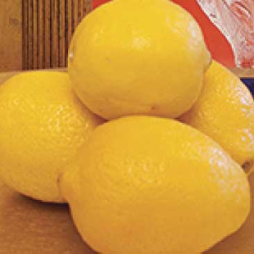 Yellow detail of a plate of lemons from a proposal for a fundraising event at the Isabella Stewart Gardner Museum; Boston Event Planner, Boston Event Planning, Boston Event Stylist, Boston Event Styling