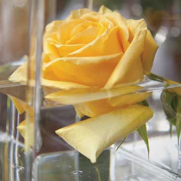 Yellow roses from a backyard birthday pool party; Boston Event Planner, Boston Event Planning, Boston Event Stylist, Boston Event Styling