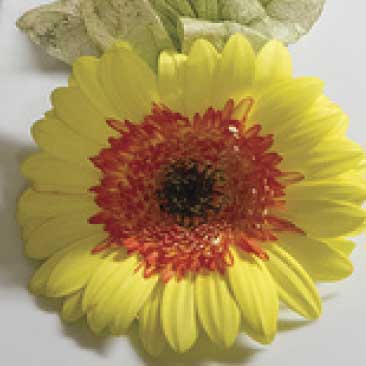 Yellow detail of gerbera daisy from a Harvard graduation celebration; Boston Event Planner, Boston Event Planning, Boston Event Stylist, Boston Event Styling